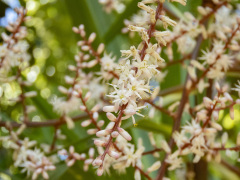 ニオイシュロランの花クローズアップ